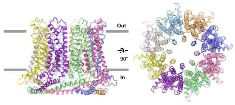 論文：Cryo-EM Structures Of Calcium Homeostasis Modulator Channels In ...